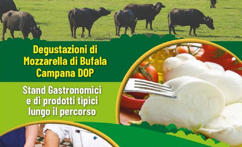 Festival della mozzarella di bufala 2018 Pastorano.jpg