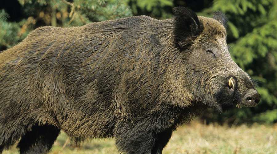 Sagra del Cinghiale 2018 Giano Vetusto.jpg