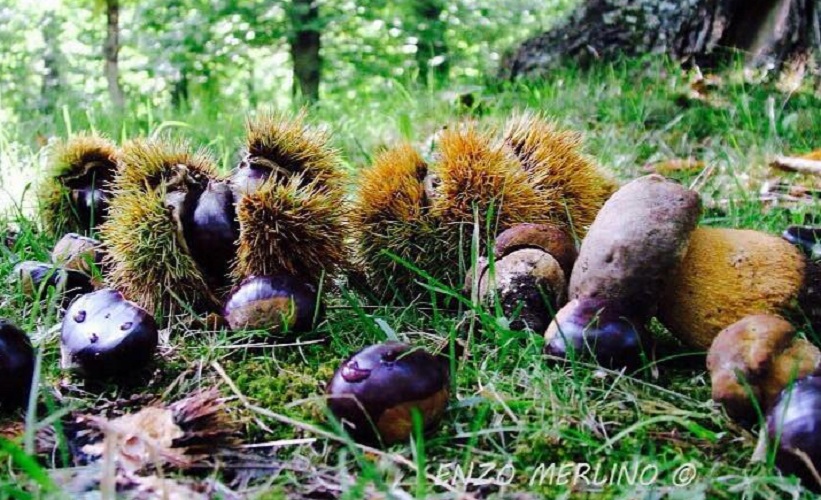 Sagra della Castagna e del Fungo Porcino 2019 Roccamonfina.jpg